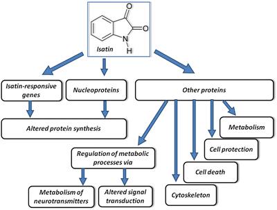 Tryptophan Metabolites as Mediators of Microbiota-Gut-Brain Communication: Focus on Isatin